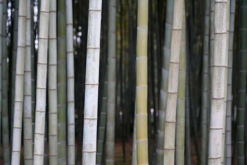 Vertical Planting
