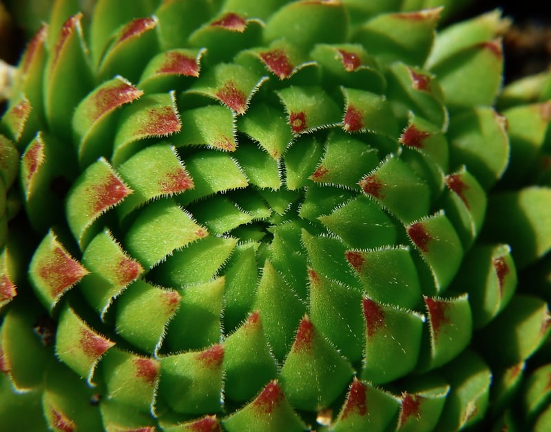 Succulent terrarium