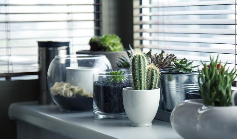 Succulent Wall Art
